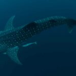 whale shark biomimicry