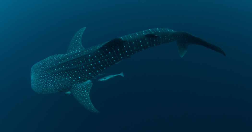 whale shark biomimicry