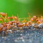 Fire Ants