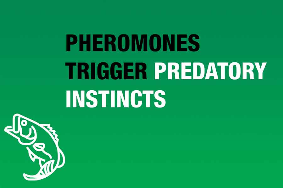 pheromones trigger predatory instincts