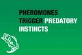 pheromones